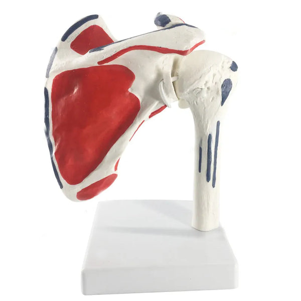 Human Shoulder Joint Anatomy Model Medical Science Teaching Resources