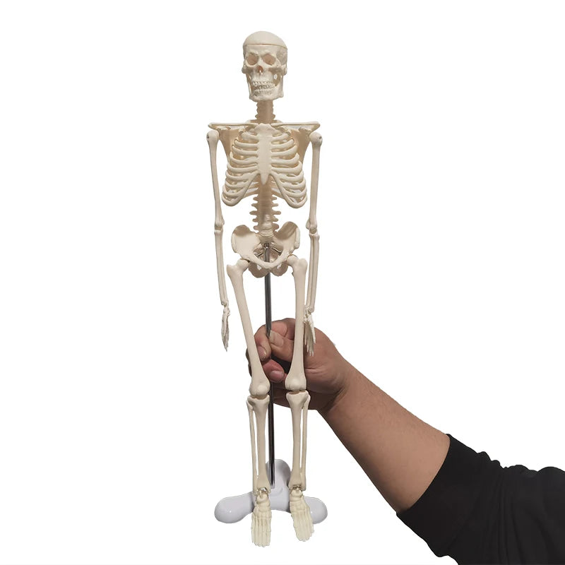 1 Pcs 45cm Human Skeleton Model Car Decoration Pendant Halloween Gift Anatomical Anatomy Skeleton Model Car Styling