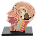 Modello anatomico di scheletro umano assemblato in 4D, modello di cervello, naso, orale, faringe, laringe, cavità, modello di anatomia, cranio esploso, giocattolo educativo