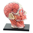 Modello anatomico di scheletro umano assemblato in 4D, modello di cervello, naso, orale, faringe, laringe, cavità, modello di anatomia, cranio esploso, giocattolo educativo