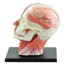 Modello anatomico di scheletro umano assemblato in 4D, modello di cervello, naso, orale, faringe, laringe, cavità, modello di anatomia, cranio esploso, giocattolo educativo