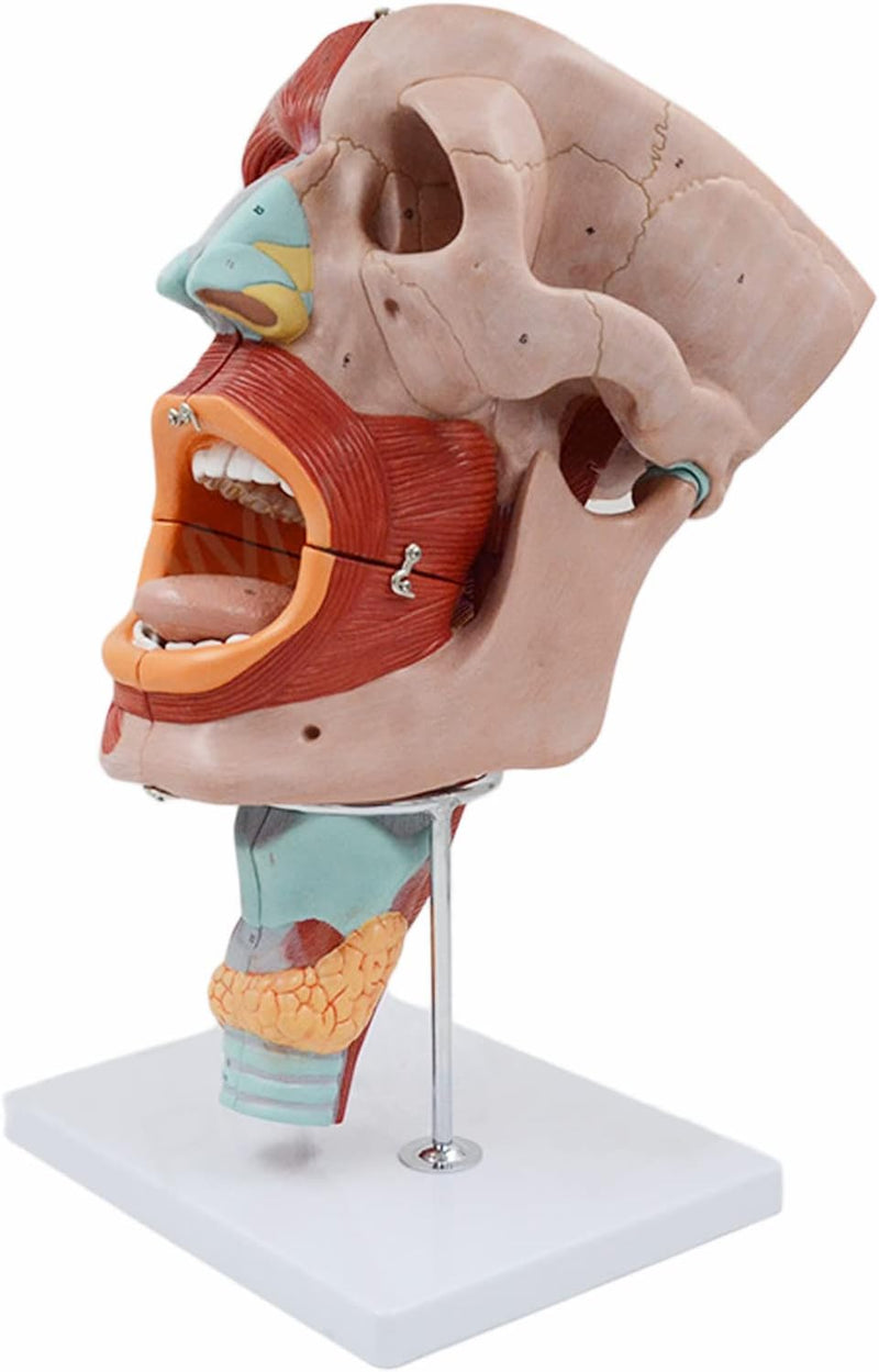 2X förstorad anatomisk modell SMD0393 av mun, näsa, svalg och struphuvud med digitala etiketter - blodkärl och nervstruktur för medicinsk undervisning