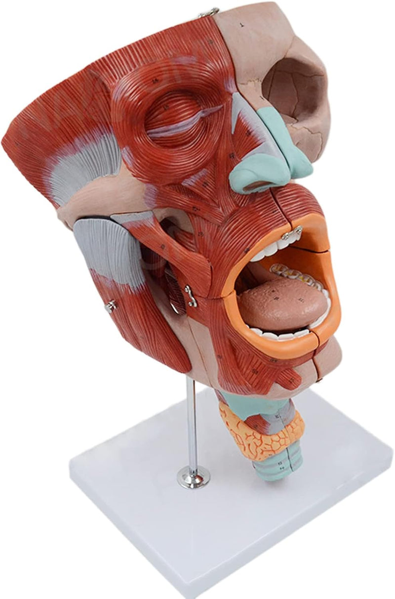 2X förstorad anatomisk modell SMD0393 av mun, näsa, svalg och struphuvud med digitala etiketter - blodkärl och nervstruktur för medicinsk undervisning