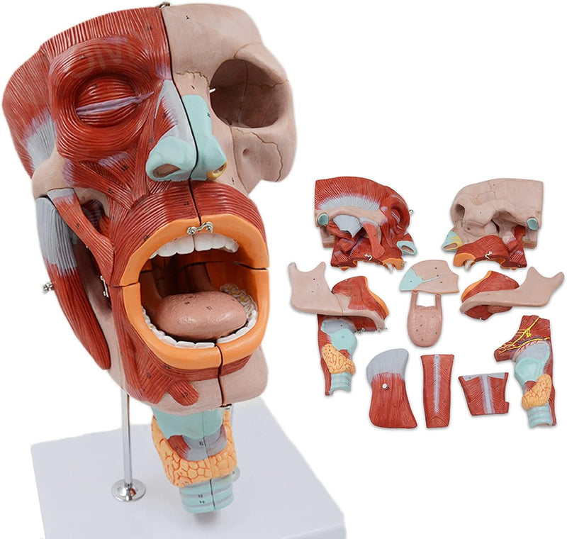 2X förstorad anatomisk modell SMD0393 av mun, näsa, svalg och struphuvud med digitala etiketter - blodkärl och nervstruktur för medicinsk undervisning