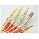 7Delar Människohandskelett Anatomimodell med muskelligament Nerv Blodkärl Medicinsk vetenskap Undervisning