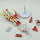 7Delar Människohandskelett Anatomimodell med muskelligament Nerv Blodkärl Medicinsk vetenskap Undervisning