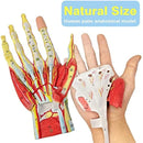 7Delar Människohandskelett Anatomimodell med muskelligament Nerv Blodkärl Medicinsk vetenskap Undervisning