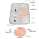 Gastroscopic surgery training model