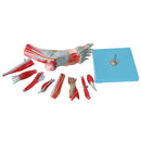 אנטומיה של שכבת כף הרגל של שריר כף הרגל האנושית, כלי עצב ודגם רצועה של שריר מפרק כף הרגל, כלי עצב