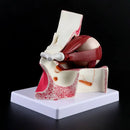 3 volte anatomico umano bulbo oculare e palpebra modello di scheletro orbita anatomia studio medico display sussidi didattici strumento strumento