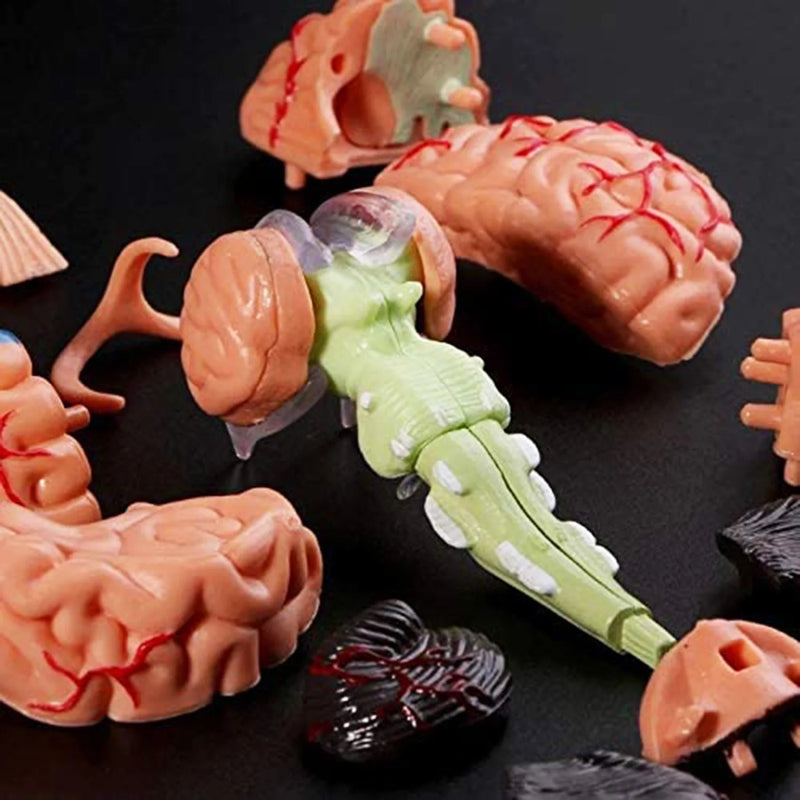 Menselijk brein model verwijderbare anatomische menselijke interne hersenen model medische sculpturen leermiddel model woondecoratie accessoires