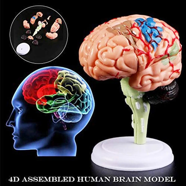 인간 두뇌 모델 이동식 해부학 인간 내부 두뇌 모델 의료 조각 교육 도구 모델 홈 장식 액세서리