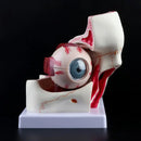 3 volte anatomico umano bulbo oculare e palpebra modello di scheletro orbita anatomia studio medico display sussidi didattici strumento strumento