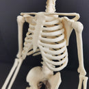 1 Pcs 45cm Human Skeleton Model Car Decoration Pendant Halloween Gift Anatomical Anatomy Skeleton Model Car Styling