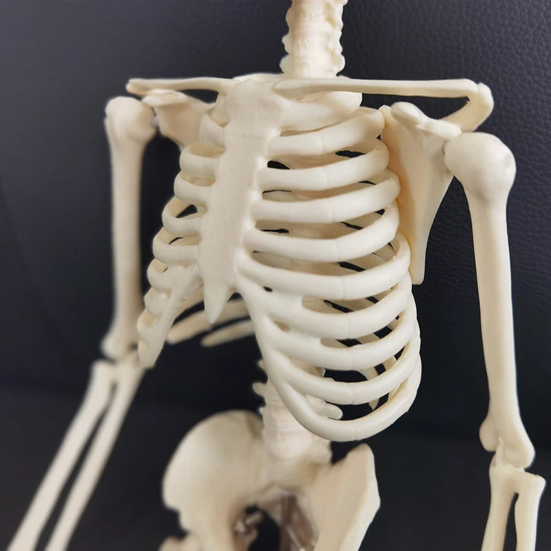 1 st 45cm Mänskligt skelett modell bil dekoration hänge Halloween gåva Anatomisk anatomi Skelett modell bil styling