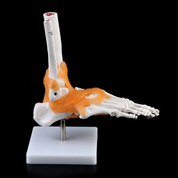1: 1 인간 해골 인간 모델 관절 의료 해부학 발목 인대 해부학 교육 자원 도구