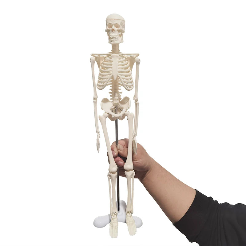 1 st 45cm Mänsklig anatomisk anatomi Skelettmodell Medicinsk Lärhjälp Anatomi Mänsklig skelettmodell Partihandel Detaljhandel