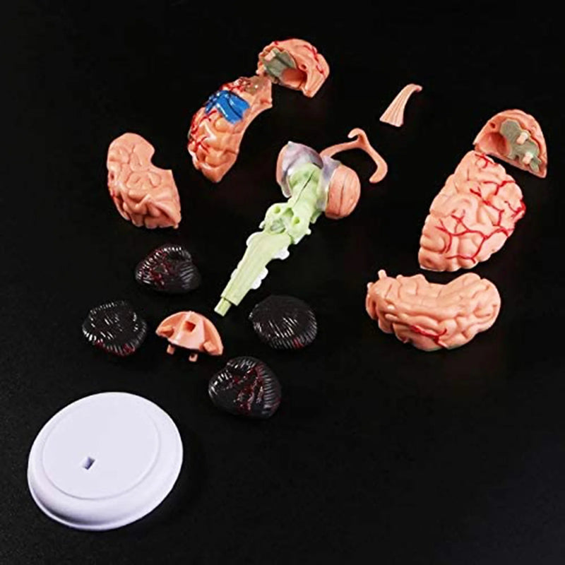 人間の脳モデル取り外し可能な解剖学的人間の内部脳モデル医療彫刻教育ツールモデル家の装飾アクセサリー