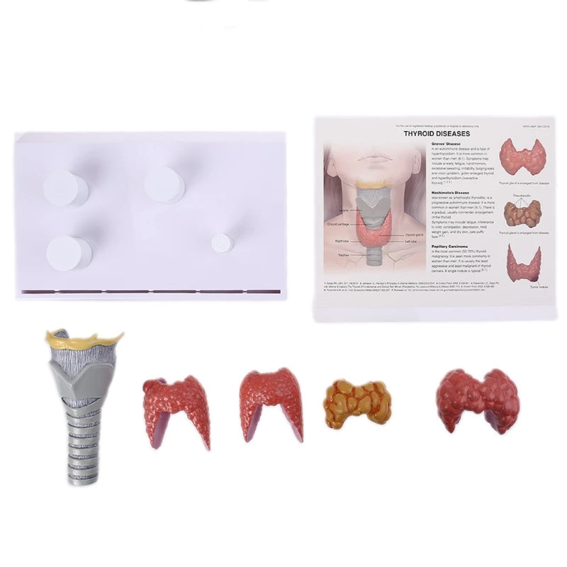 Modello anatomico umano della ghiandola tiroidea Patologia Anatomia Apparato digerente Display Studio Strumento didattico Halloween