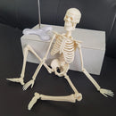 1 Pcs 45cm Human Anatomical Anatomy Skeleton Model Medical Learn Aid Anatomy Human Skeletal Model Wholesale Retail