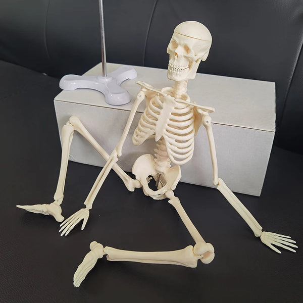 1 шт. Модель скелета анатомічної анатомії людини розміром 45 см Медична допомога для вивчення анатомії Модель людського скелета оптом і в роздріб