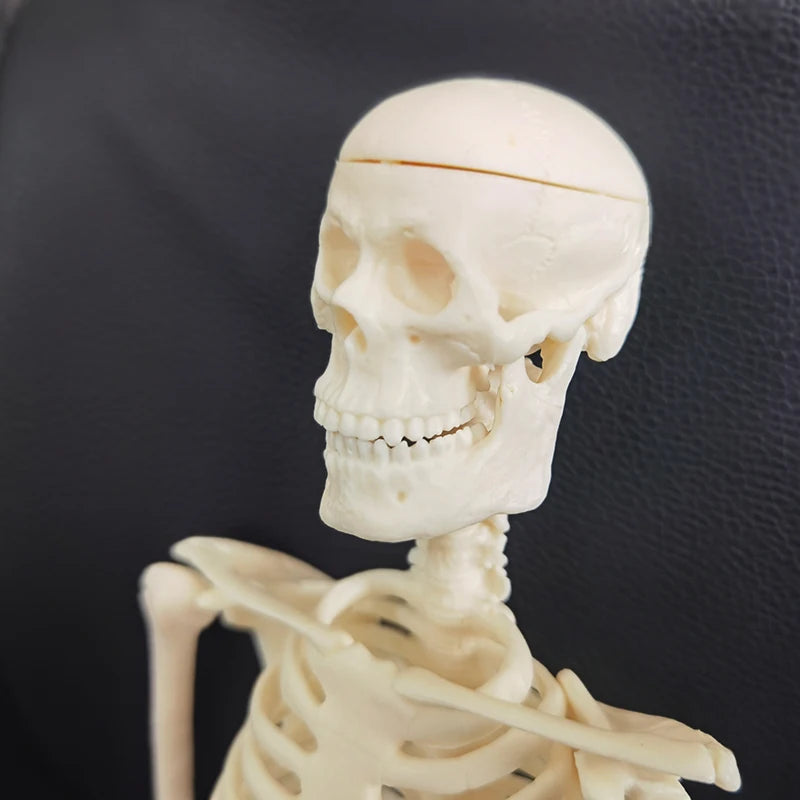 1 stks 45 cm Menselijk Anatomisch Anatomie Skelet Model Medische Leer Aid Anatomie Menselijk Skelet Model Groothandel Retail
