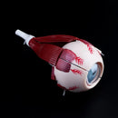 3 volte anatomico umano bulbo oculare e palpebra modello di scheletro orbita anatomia studio medico display sussidi didattici strumento strumento