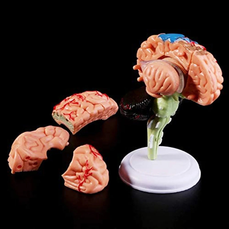 Модель человеческого мозга Съемная анатомическая модель внутреннего мозга человека Медицинские скульптуры Учебный инструмент Модель Домашний декор Аксессуары