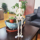 1 Pcs 45cm Human Skeleton Model Car Decoration Pendant Halloween Gift Anatomical Anatomy Skeleton Model Car Styling
