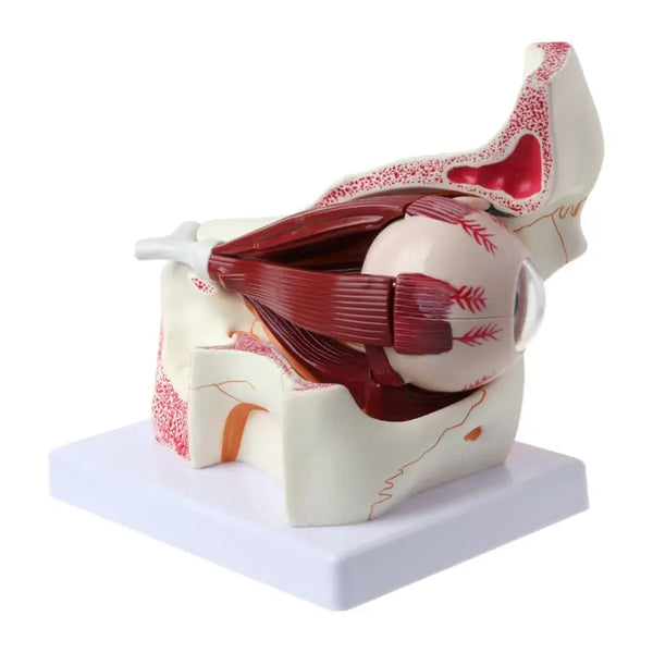 3 gånger mänsklig anatomisk ögonglob och ögonlocksskelett modell omloppsbana Anatomi Medicinsk studie Display Läromedel Instrumentverktyg