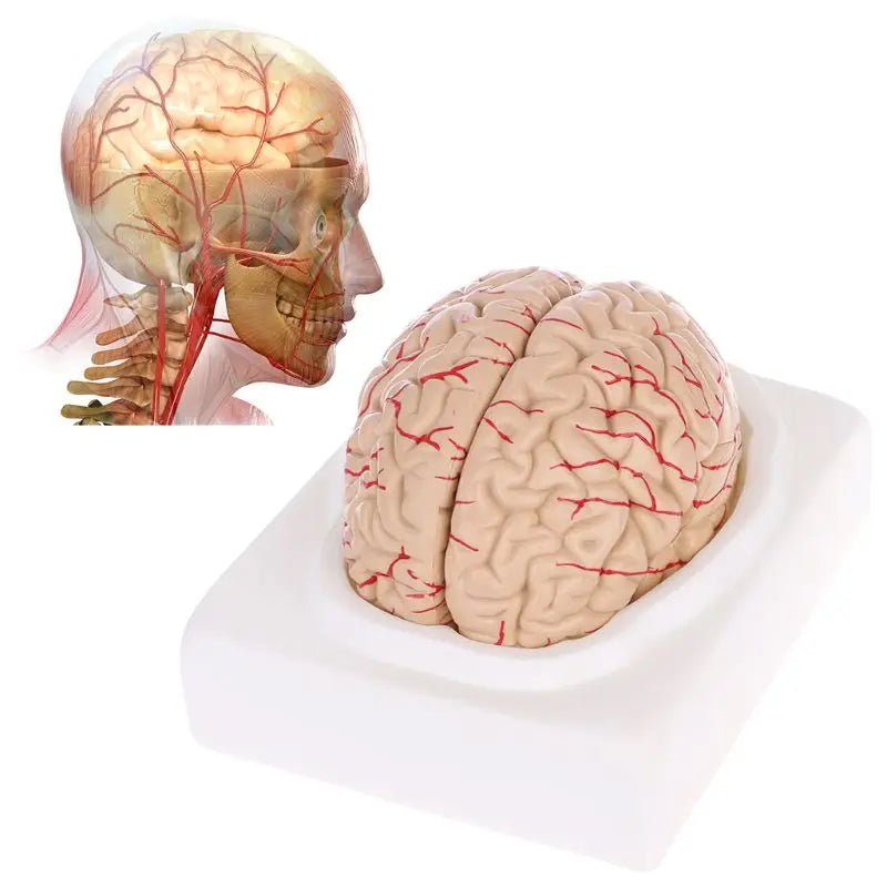 Medical Props Models Medical Props Model Free Postage Disassembled Anatomical Human Brain ...