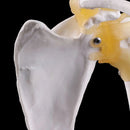 Funkcionális anatómiai életnagyság, emberi anatómia csontváz vállízület csontizommodell tanítási tanulmányi eszközhöz