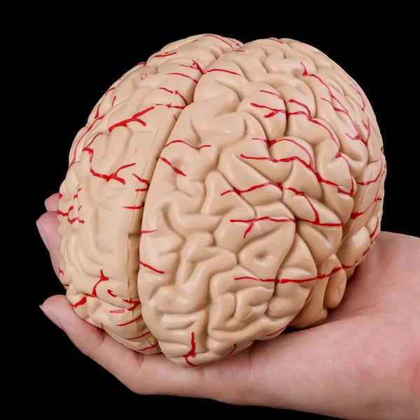 Modello di oggetti di scena medici Spedizione gratuita Smontato Anatomico Cervello umano Modello Anatomia Strumento didattico medico
