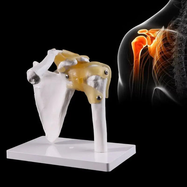 Functioneel anatomisch levensgroot menselijk anatomie skelet schoudergewricht bot spiermodel voor onderwijsstudiehulpmiddel