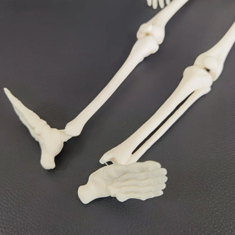 1 pièces 45 cm anatomie anatomique humaine modèle de squelette aide à l'apprentissage médical anatomie modèle de squelette humain vente en gros au détail