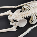 1 Pcs 45cm Human Anatomical Anatomy Skeleton Model Medical Learn Aid Anatomy Human Skeletal Model Wholesale Retail