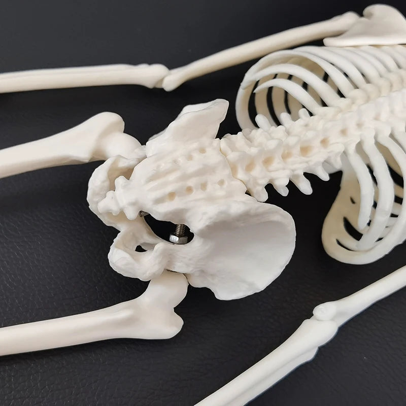 1 pçs 45cm anatomia humana esqueleto modelo médico aprender ajuda anatomia modelo de esqueleto humano atacado varejo