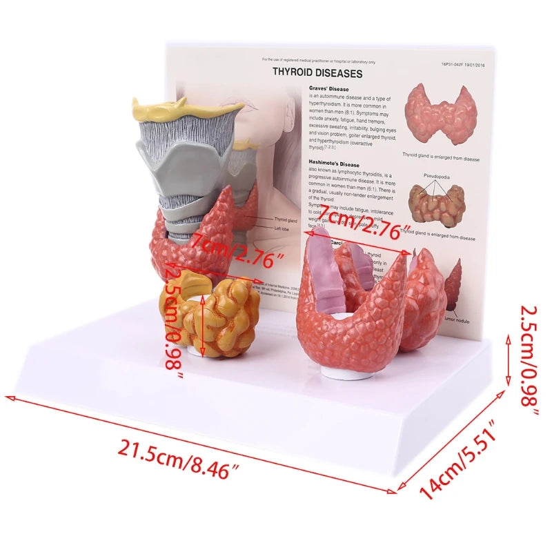 Modelo anatómico humano de la glándula tiroides, patología, anatomía, sistema digestivo, herramienta de enseñanza para estudio, Halloween
