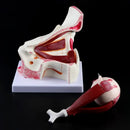 3 volte anatomico umano bulbo oculare e palpebra modello di scheletro orbita anatomia studio medico display sussidi didattici strumento strumento