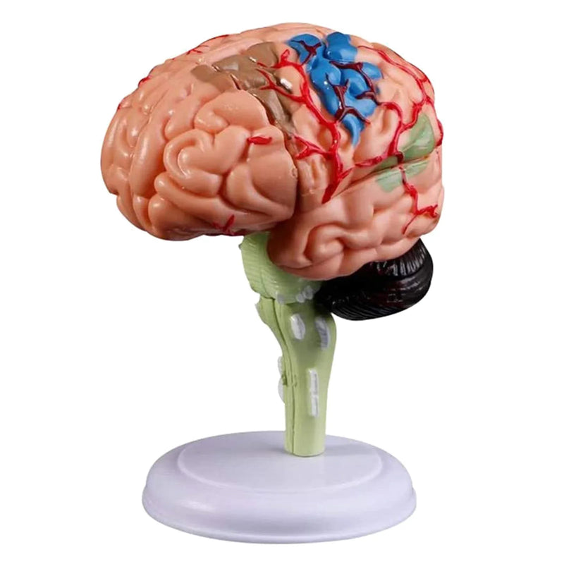 Modelo de cerebro humano, modelo de cerebro interno humano anatómico extraíble, esculturas médicas, herramienta de enseñanza, modelo, accesorios de decoración del hogar