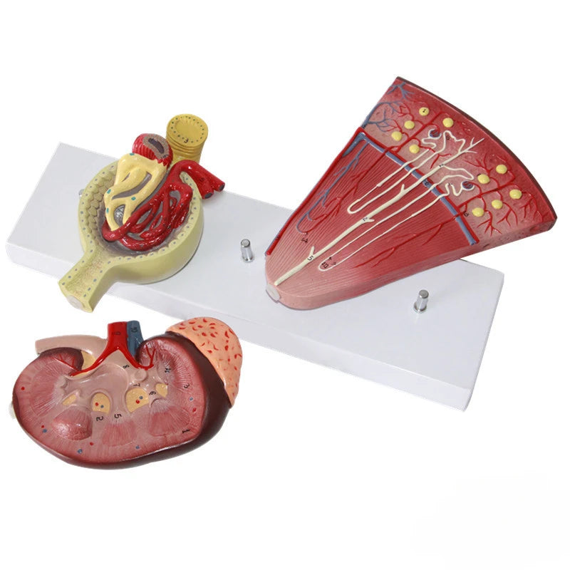 Modelo de anatomia do rim humano Modelo de néfron Modelo glomerular Modelo do sistema urinário Auxílio para demonstração médica