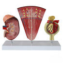 Human Kidney Anatomy Model Nephron Model Glomerular Model Urinary System Model Medical Demonstration Aid