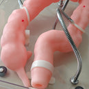 Colonoscopy Training Model Simulator