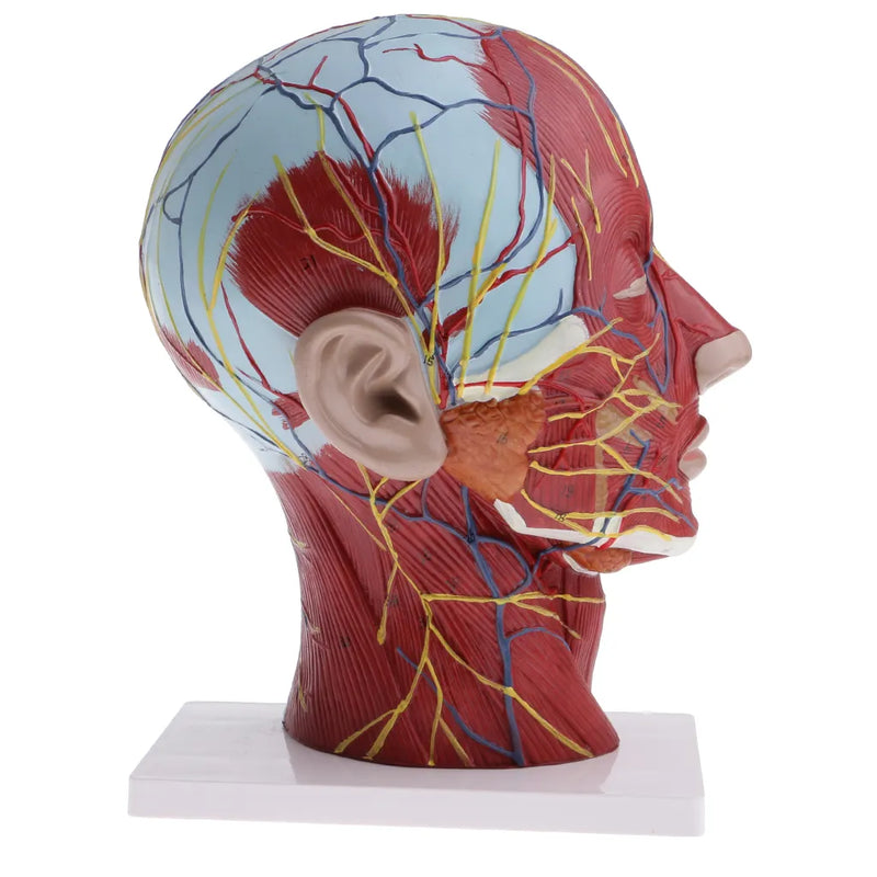 Section médiane de la tête, du cou et des muscles superficiels humains grandeur nature 1:1, modèle de nerf, fournitures éducatives de laboratoire