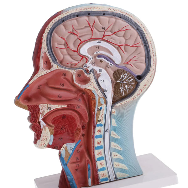 Sezione mediana di testa e collo umani a grandezza naturale 1:1 e modello di nervo muscolare superficiale Forniture di laboratorio educative