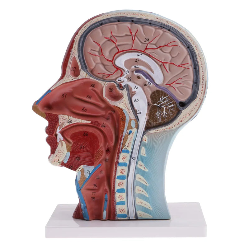 Seção mediana de cabeça e pescoço humanos em tamanho real 1:1 e modelo de nervo muscular superficial, materiais educativos de laboratório