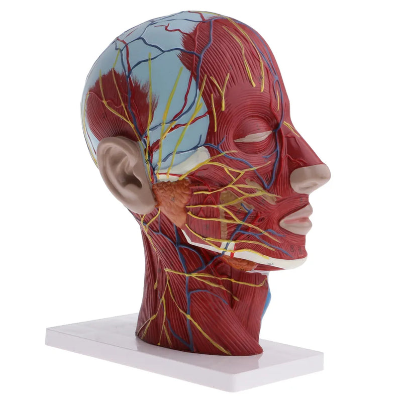 القسم المتوسط ​​من 1:1 رأس بشري بالحجم الطبيعي والرقبة والعصب العضلي السطحي لمستلزمات المختبرات التعليمية