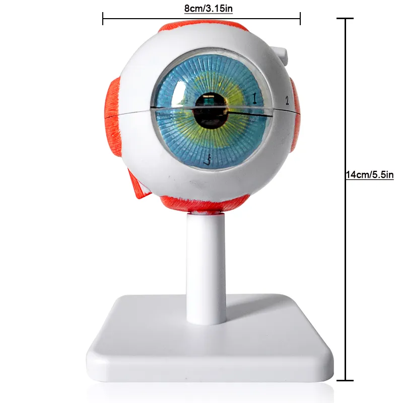 Modèle anatomique d'oeil humain agrandi 3 fois, modèle anatomique de globe oculaire