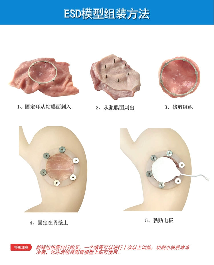 Gastroskopi utbildning ESD kirurgisk modell endoskopisk submukosal dissektionsmodell