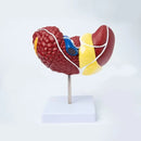 Pathological Liver Anatomical Model 1:1 Human Liver Model Anatomy Display for Medical School Study and Research